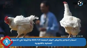 أسعار الدواجن والبيض اليوم الجمعة 25-7-2025 وتأثيرها على الأسواق المحلية بالقليوبية